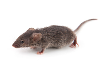 Image showing Small mouse