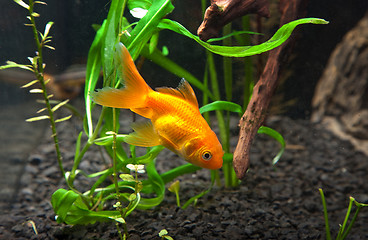 Image showing Gold fish