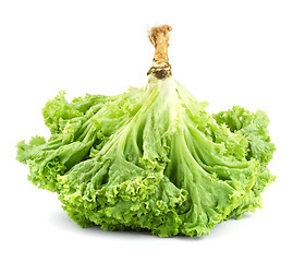 Image showing Lettuce