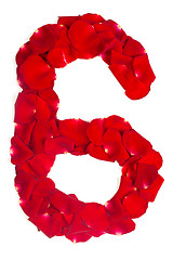 Image showing number 6 made from red petals rose on white
