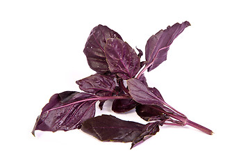 Image showing Fresh green basil leaves on white background