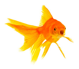 Image showing Goldfish