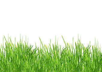 Image showing Grass