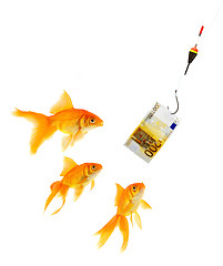 Image showing Goldfish