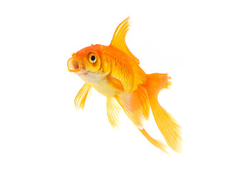 Image showing Goldfish