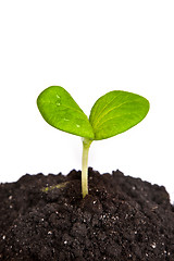 Image showing Heap dirt with a green plant sprout isolated