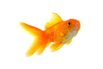 Image showing Goldfish