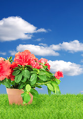 Image showing Flower in a flowerpot