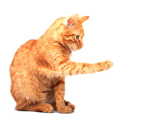 Image showing Cat