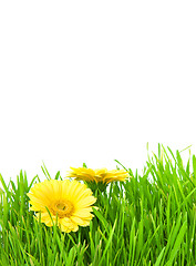 Image showing Isolated green grass with yellow flowers