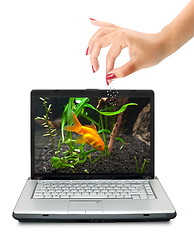 Image showing Goldfish