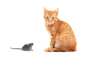 Image showing Mouse and cat