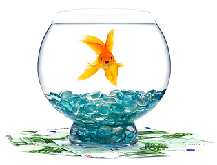 Image showing Goldfish in aquarium 