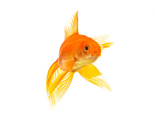 Image showing Goldfish