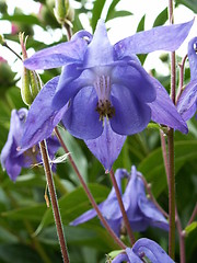 Image showing bellflower