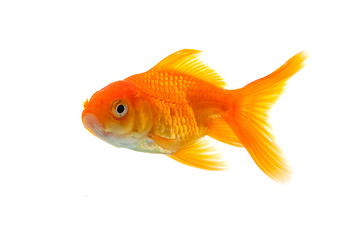 Image showing Goldfish