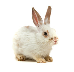 Image showing White small rabbit