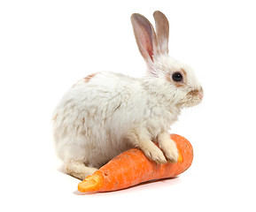 Image showing White small rabbit