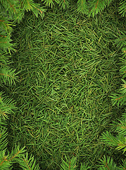 Image showing Christmas spruce  texture