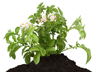 Image showing The potato with leaves