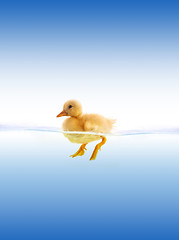 Image showing The yellow duckling swimming