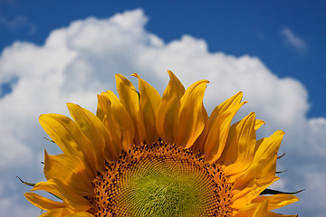 Image showing Sunflower