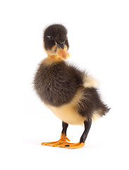 Image showing The black small duckling