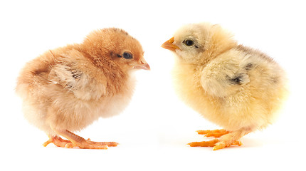 Image showing The yellow small chick