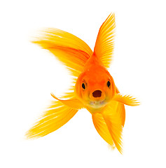 Image showing Goldfish