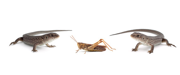 Image showing Two lizards and a grasshopper