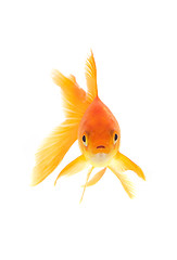 Image showing Goldfish