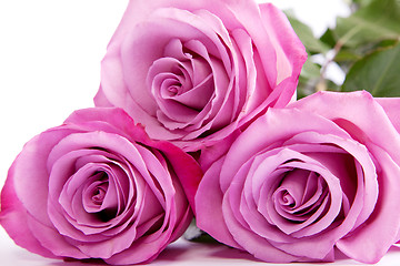 Image showing Three fresh pink roses over white background