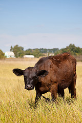 Image showing Cow