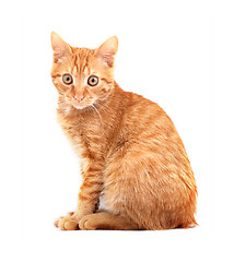 Image showing Red cute cat 