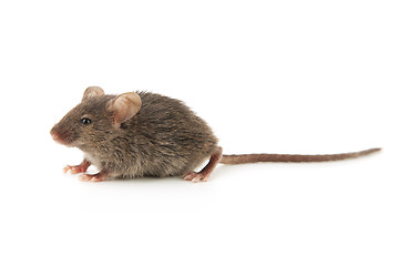 Image showing Small mouse