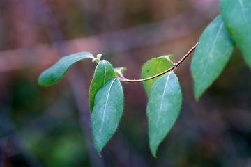 Image showing Autumnleaf