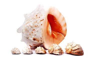 Image showing Five seashells