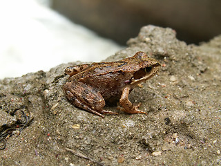 Image showing frogling