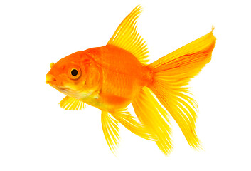 Image showing Goldfish