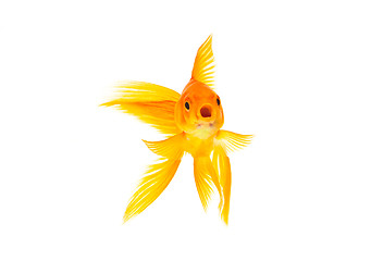 Image showing Goldfish