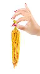 Image showing Corn