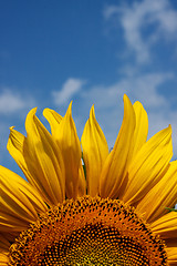 Image showing Sunflower