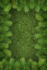 Image showing Christmas spruce  texture