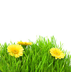 Image showing Isolated green grass with yellow flowers