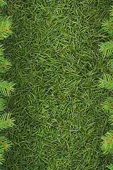 Image showing Christmas spruce  texture