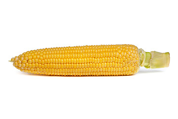 Image showing Fresh uncooked corn on the cob