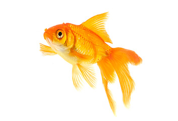 Image showing Goldfish