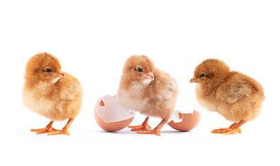 Image showing The yellow small chicks