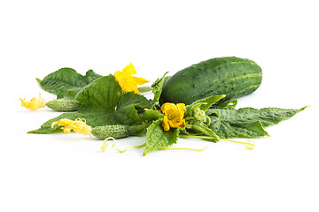 Image showing The cucumber white flowers 