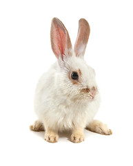 Image showing White small rabbit